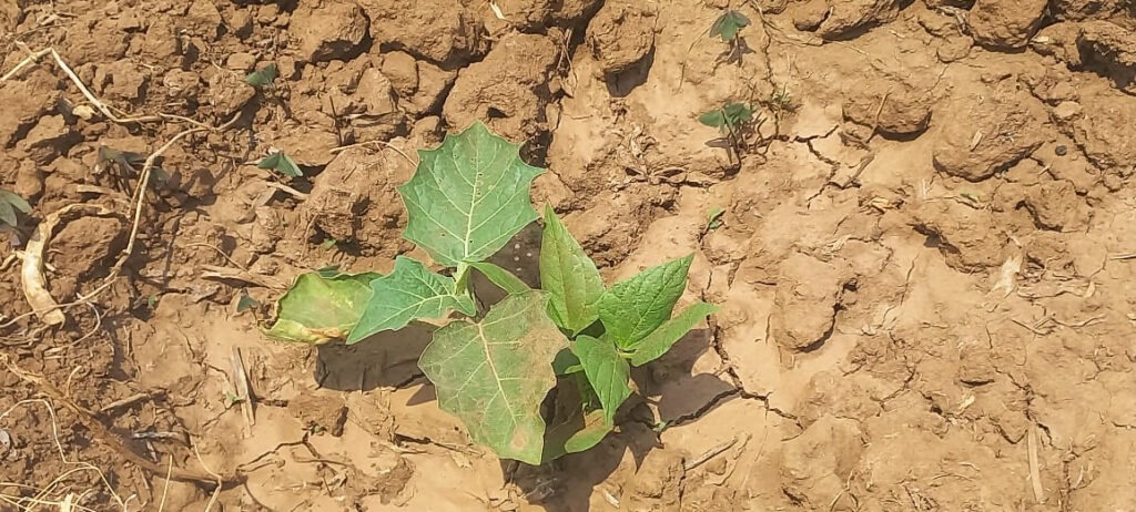 Dry fields in Africa as the El Niño season approaches.